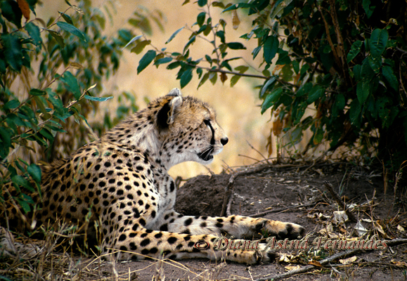Mother-Cheetah-sitting-in-profile-Masai-Mara
